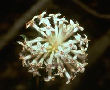 Slender Rice Flower