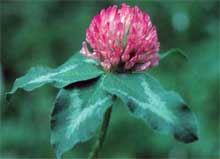 Red Clover 7.5ml