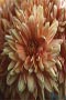 Chrysanthemum 7.5ml