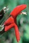 Scarlet Monkeyflower 7.5ml
