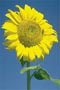 Sunflower 7.5ml
