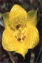 Yellow Star Tulip 7.5ml